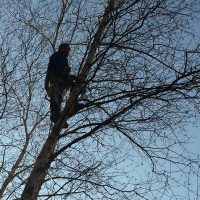 guy climbing tree