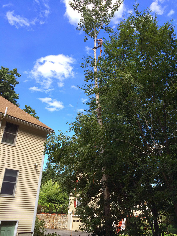 arborist services