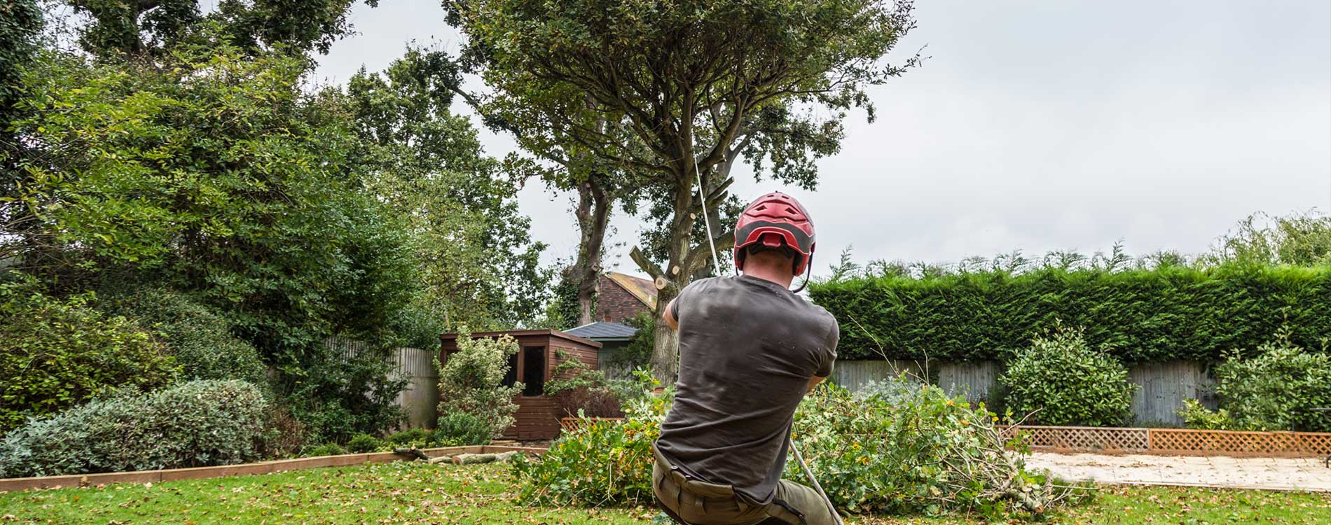 Tree Removal Boca Raton