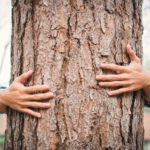 How to Find a Certified Arborist to Help Make Your Trees Flourish