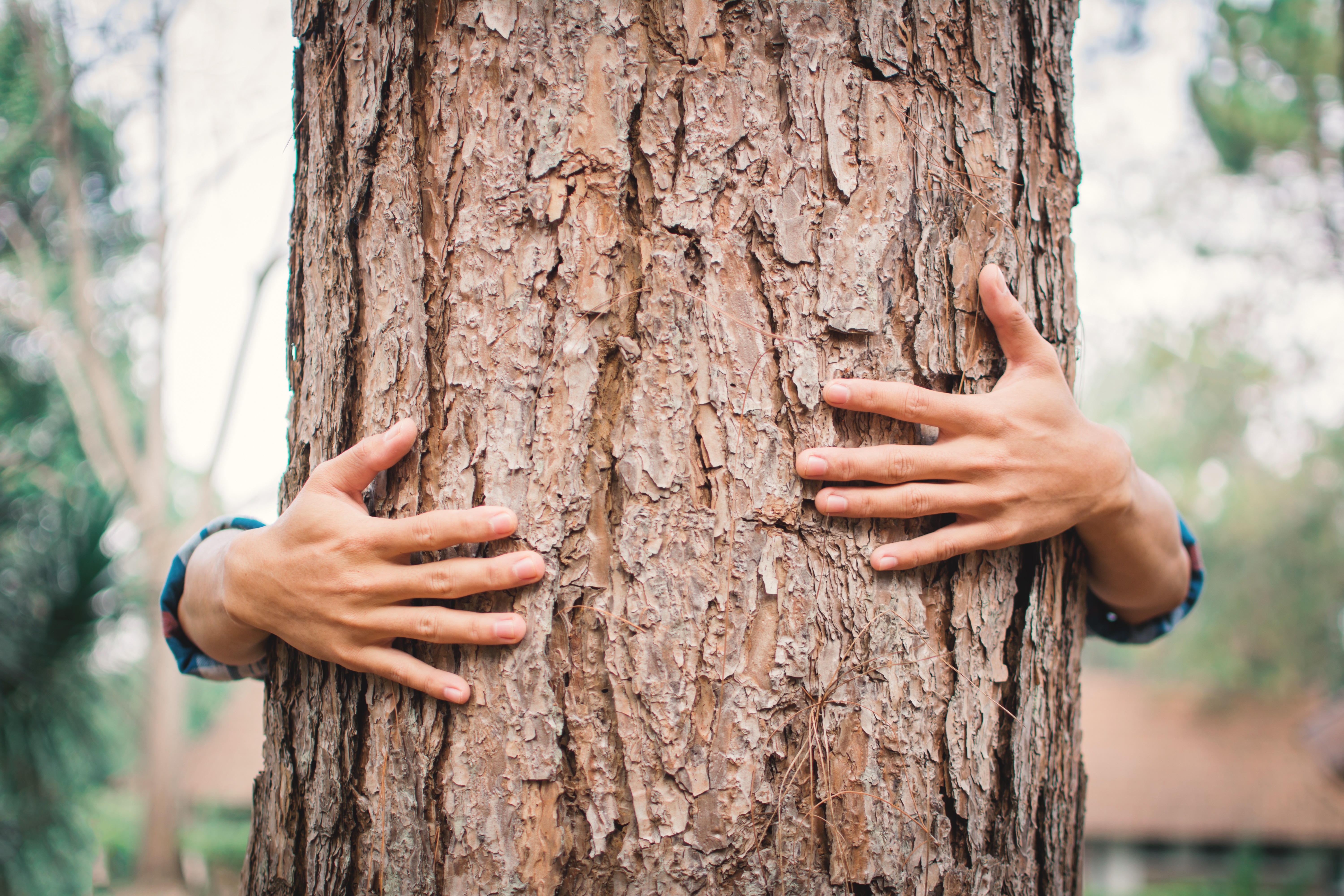 find a certified arborist
