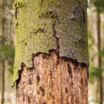 Is My Tree Sick?: The Top Signs Your Tree May Have a Disease