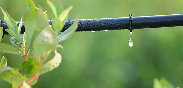 drip lines for trees