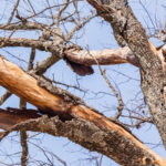Prevent Falling Trees: 4 Common Signs a Tree Is about to Fall