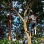 How Pruning Keeps Your Trees (and Your Home) Safe