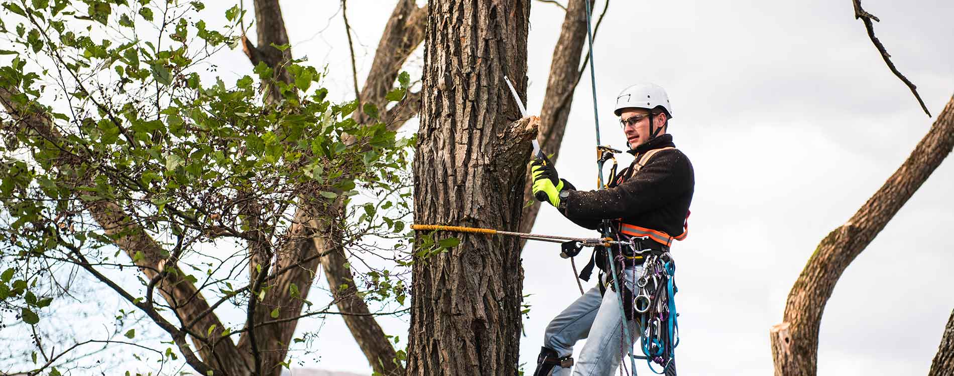 pruning