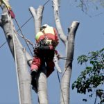 7 Benefits to Hiring a Tree Cutting Company When Your Tree Dies