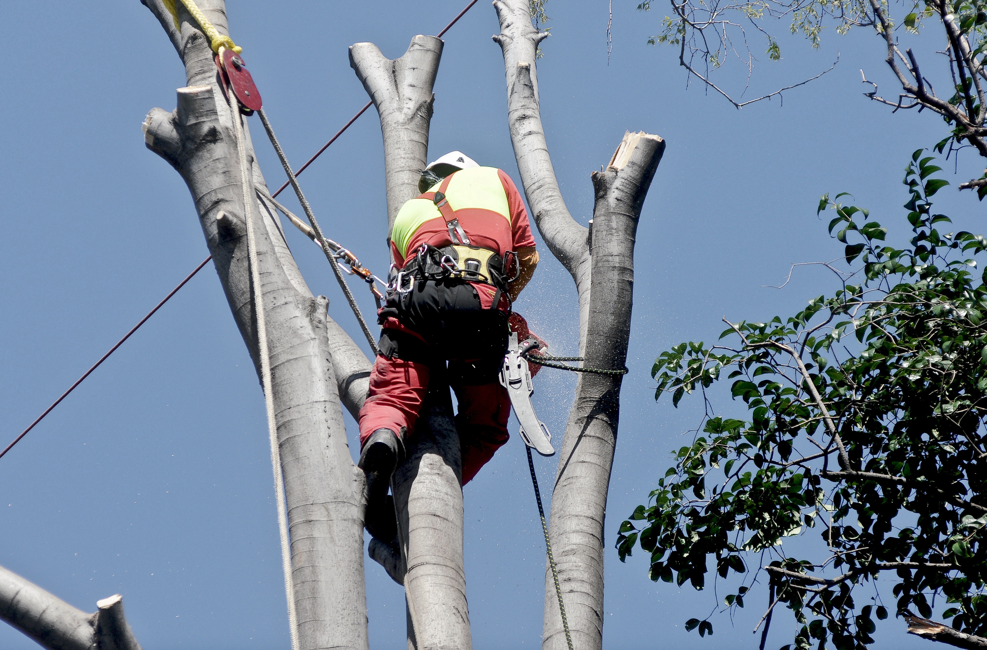 7 Benefits to Hiring a Tree Cutting Company When Your Tree Dies