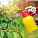 How to Save a Life: 5 Tree Disease treatments to Try When Your Trees are Diseased